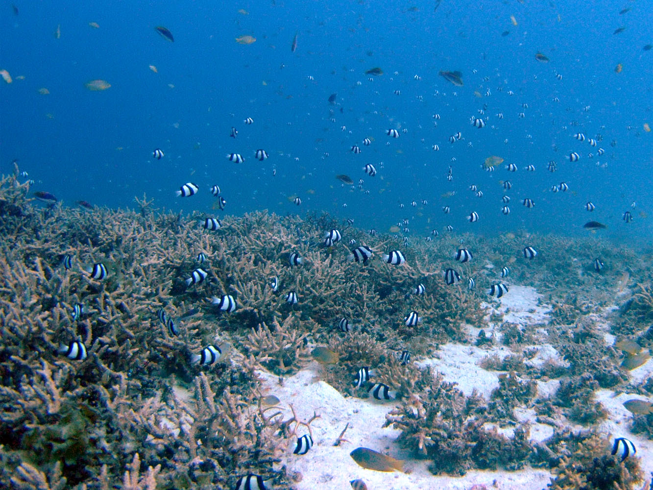 ミスジリュウキュウスズメダイ