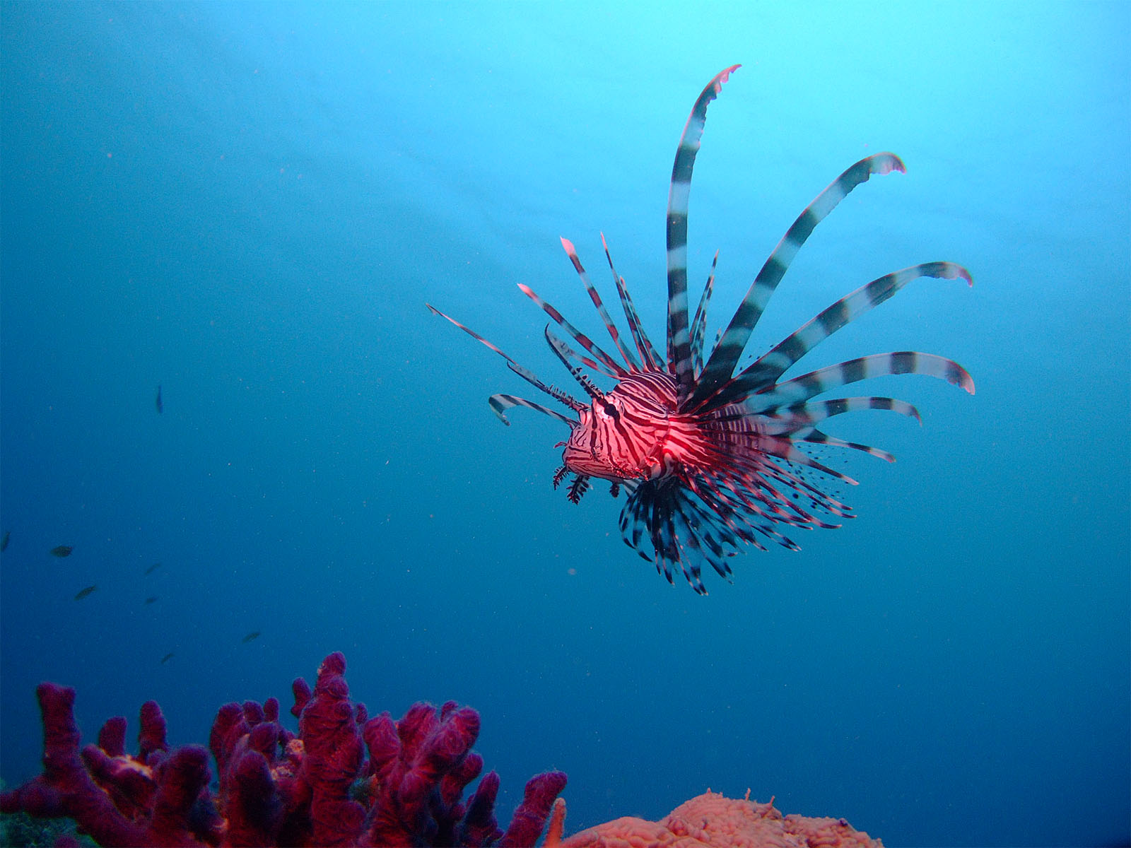 ハナミノカサゴ