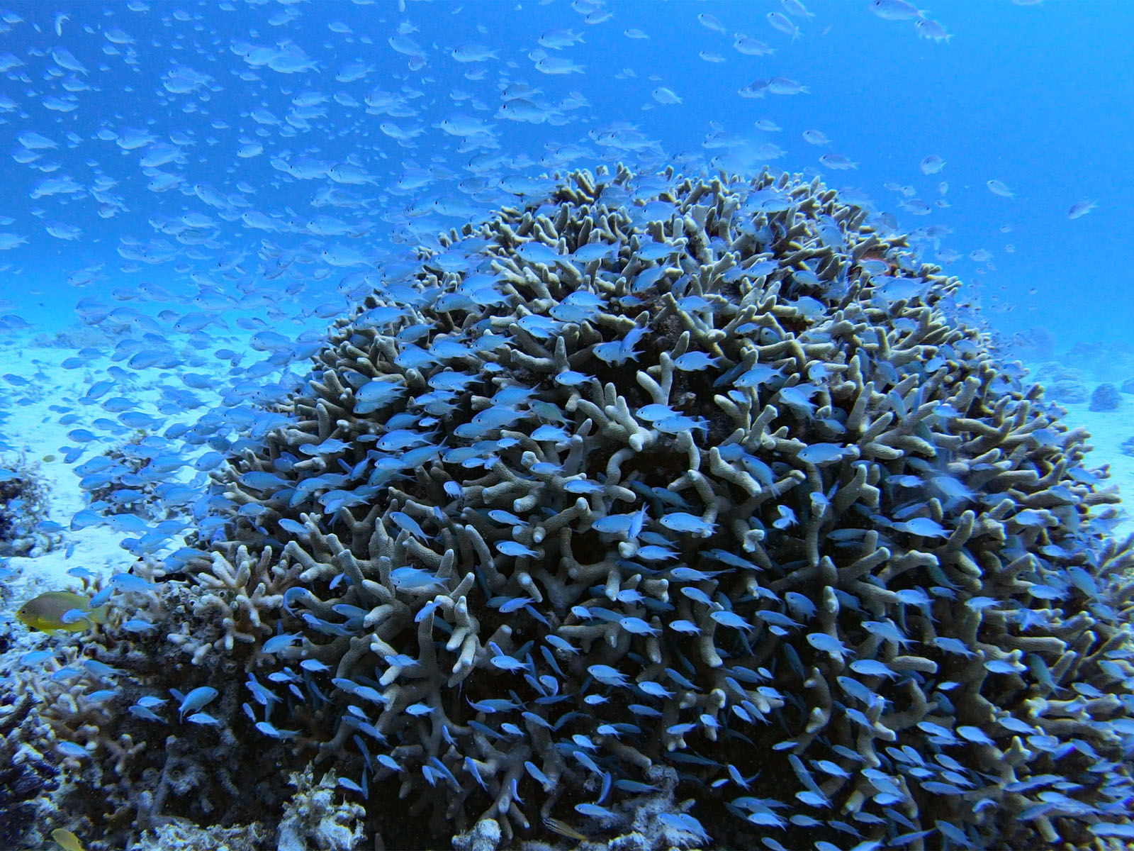 デバスズメダイ