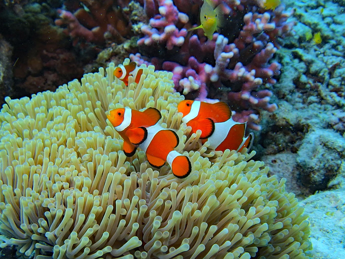 カクレクマノミ