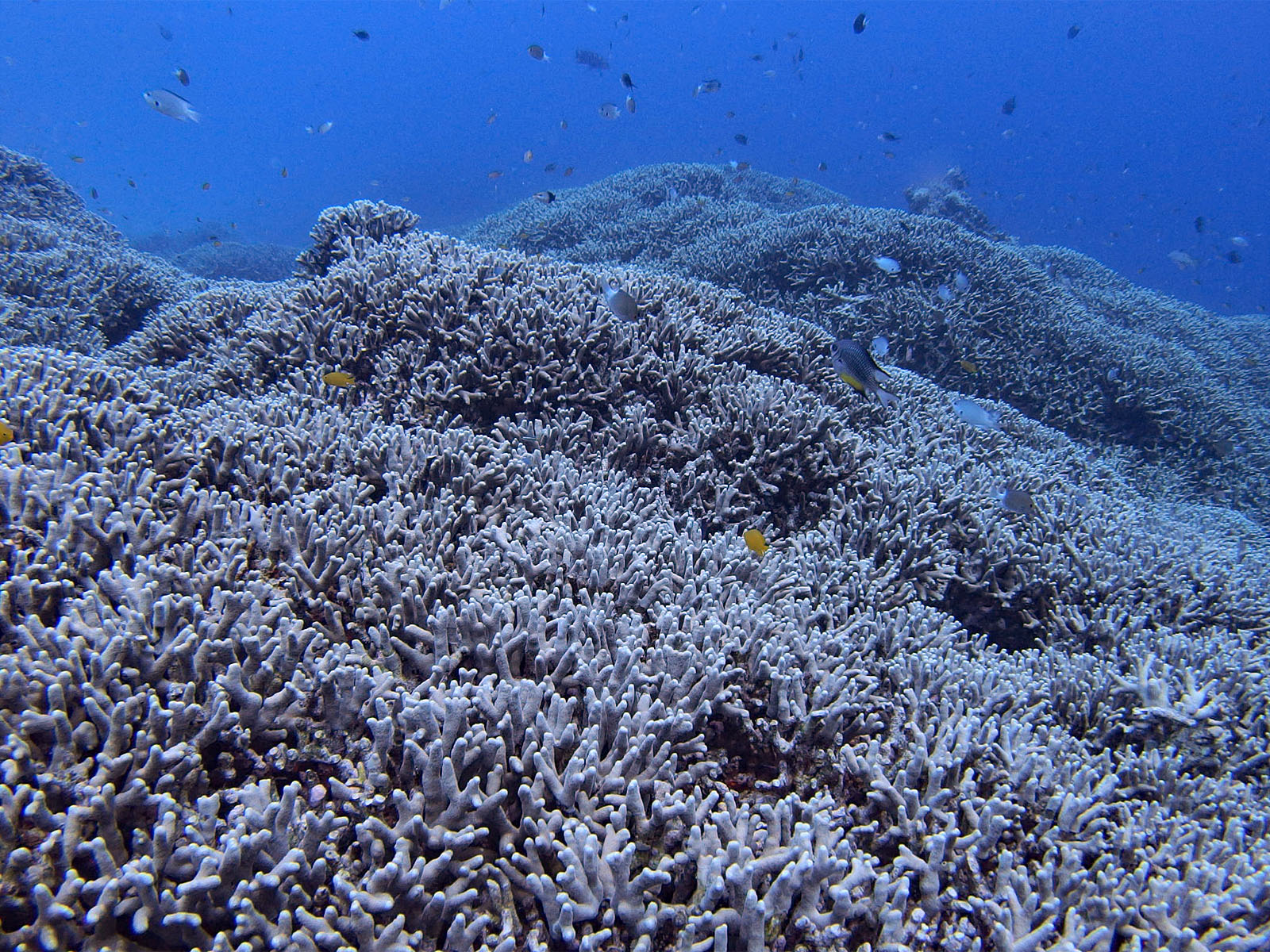広大なエダサンゴの群落