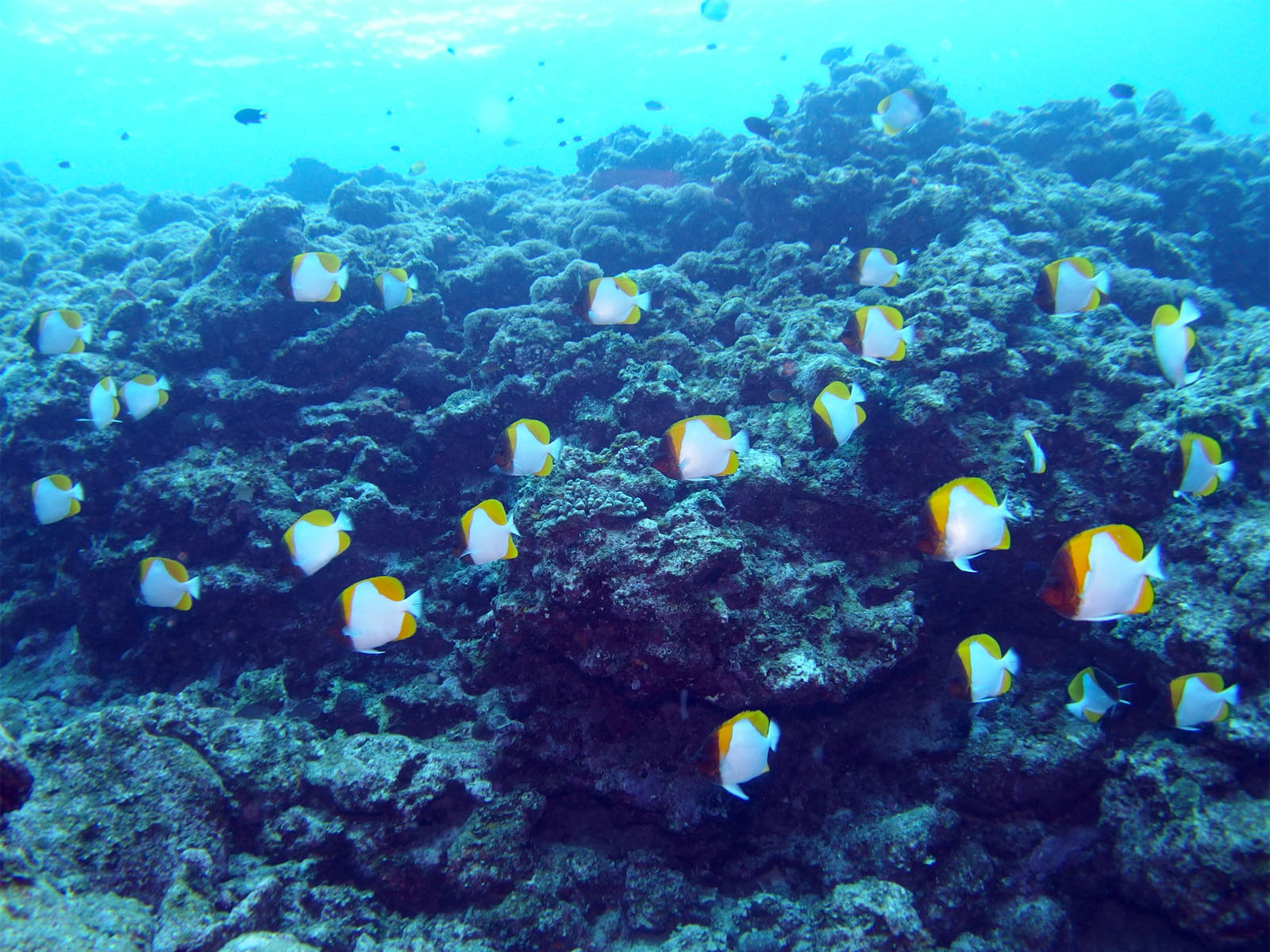 カスミチョウチョウウオ