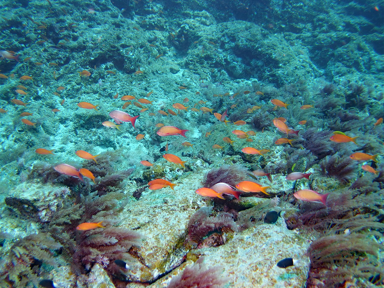 キンギョハナダイ