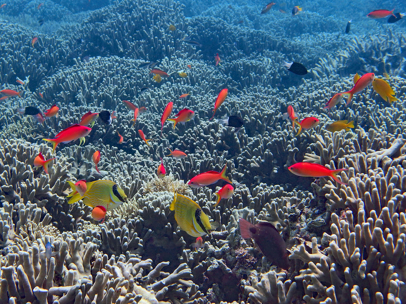 アカネハナゴイ