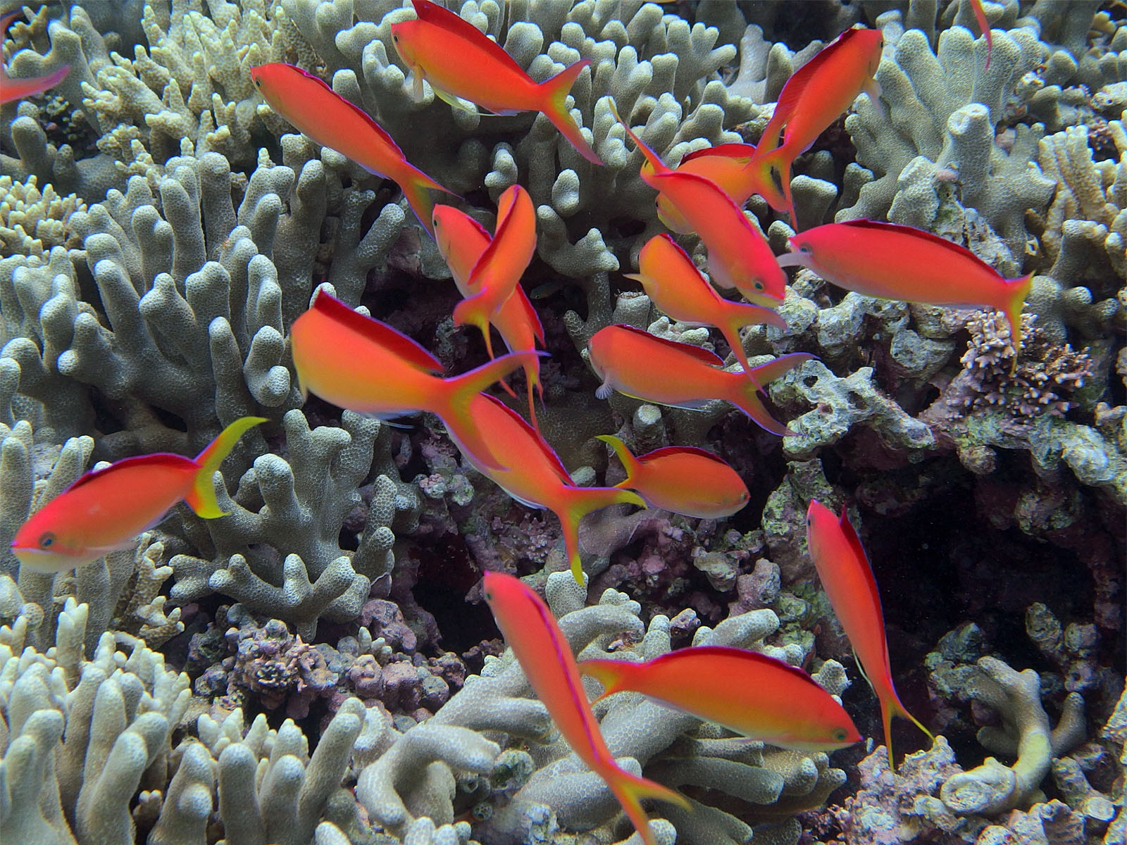 アカネハナゴイ