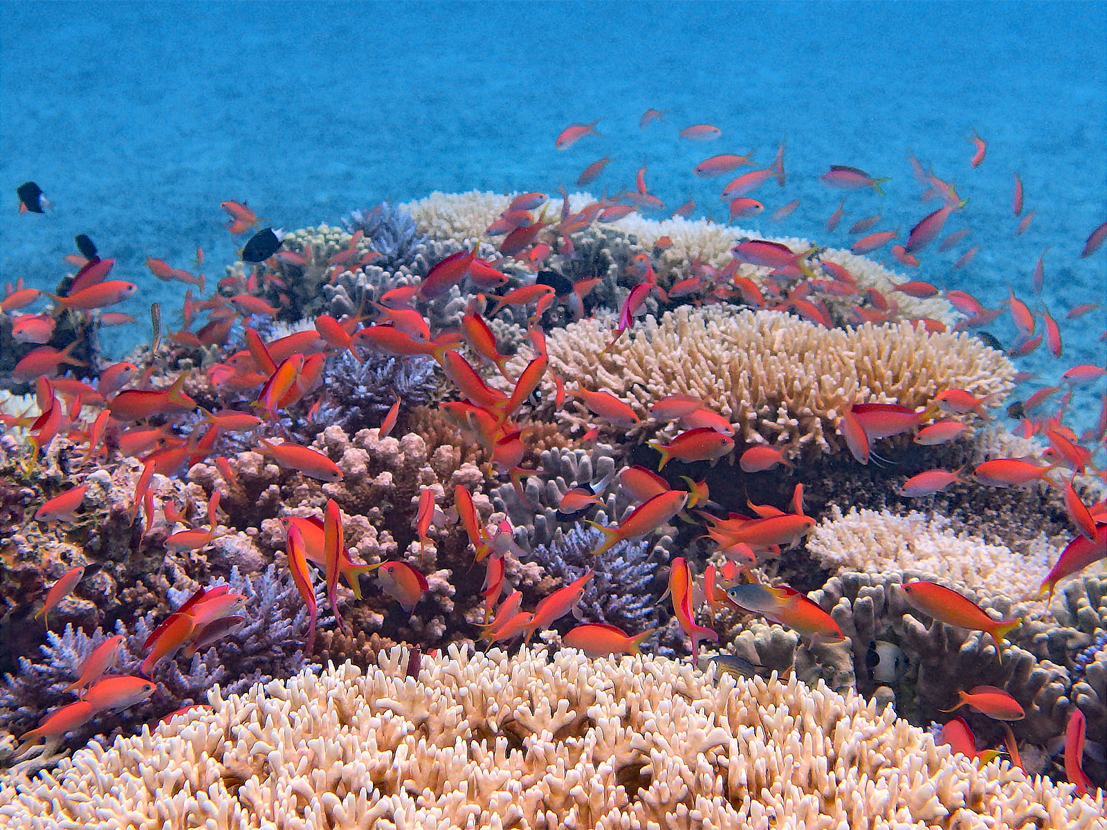 アカネハナゴイ