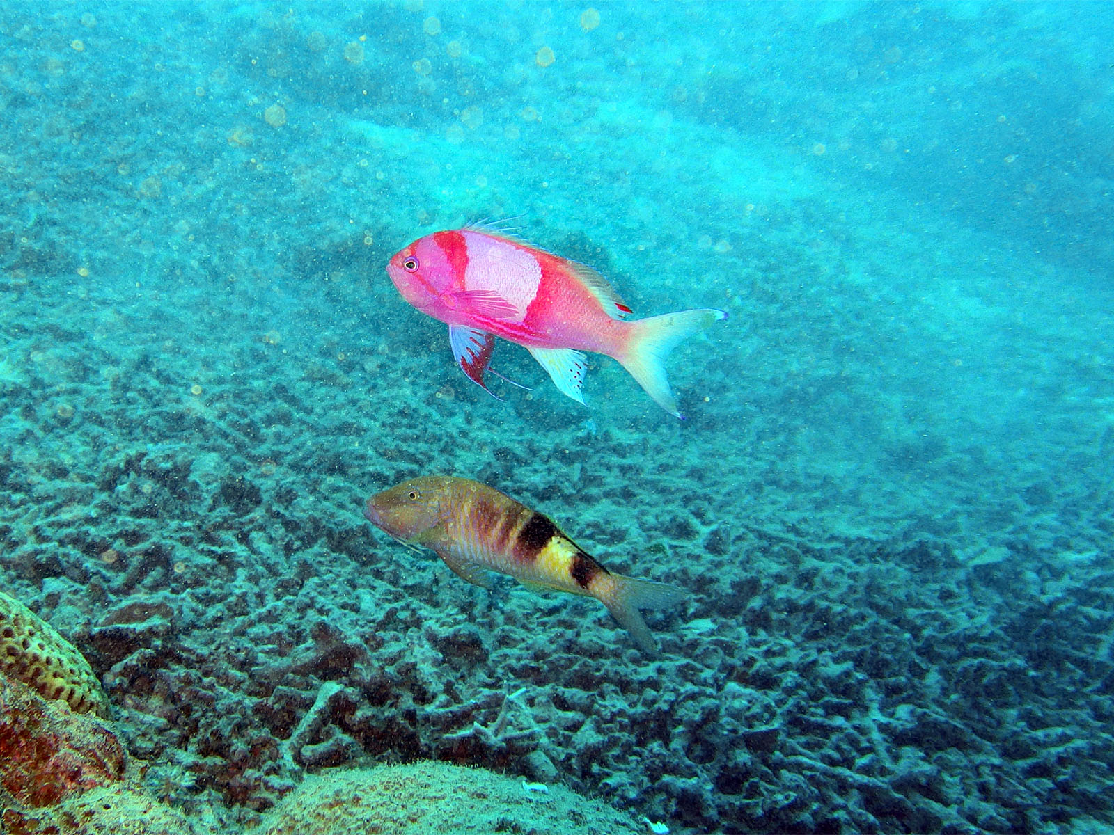 スミレナガハナダイとオジサン