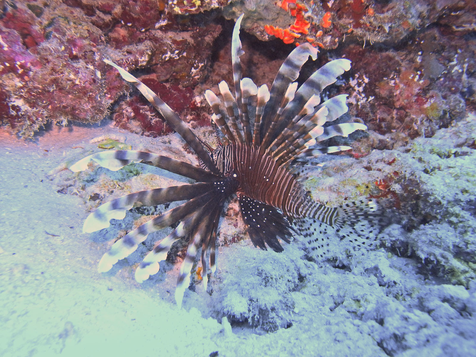 ハナミノカサゴ