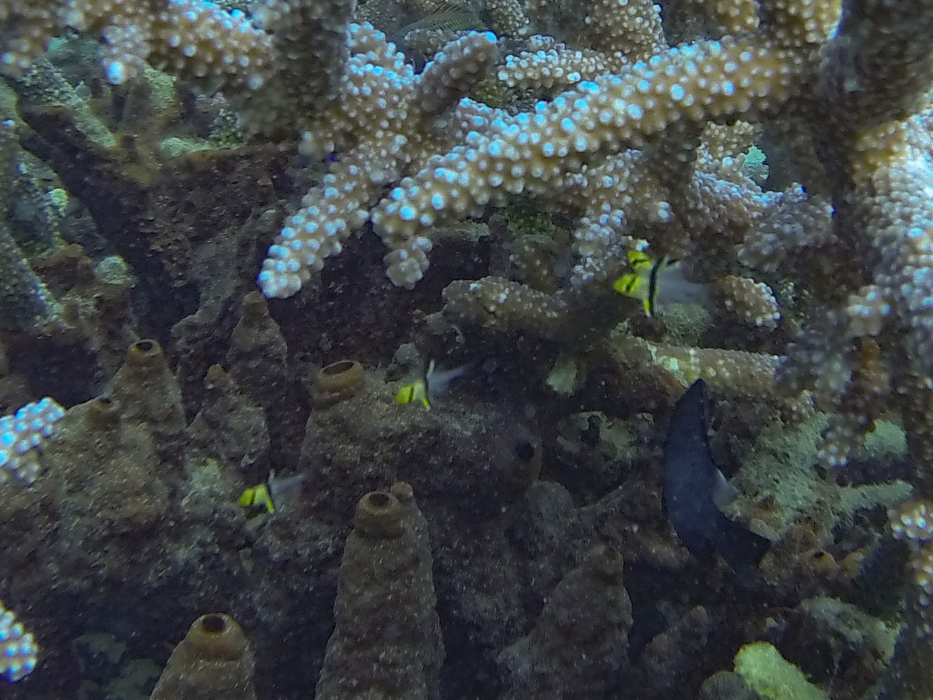 マンジュウイシモチ