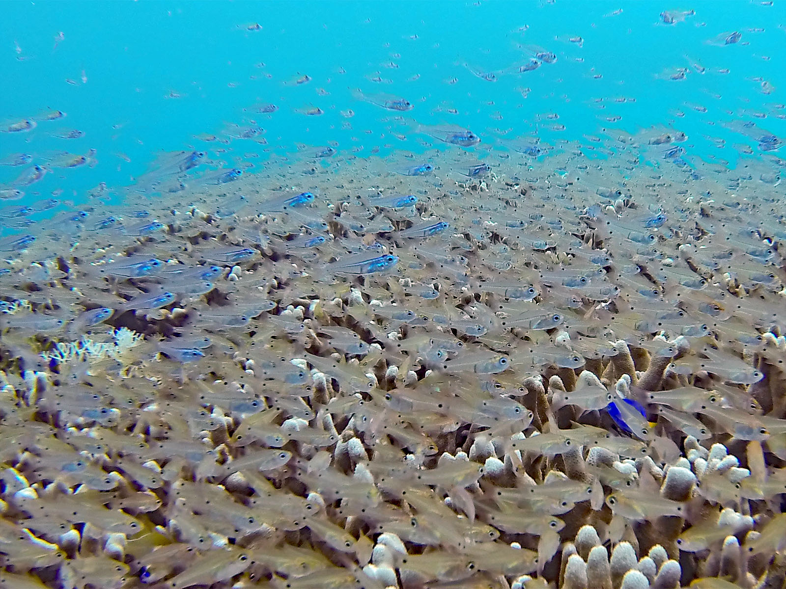 スカシテンジクダイ