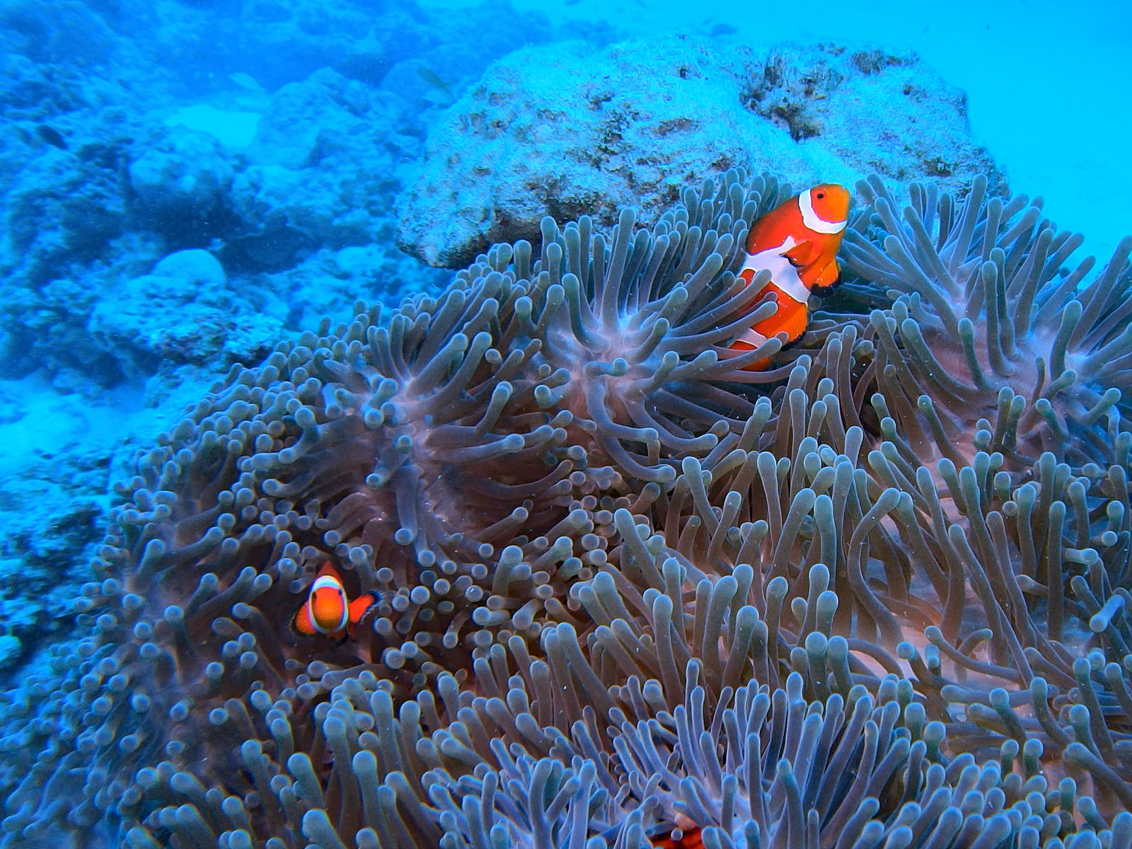 カクレクマノミ