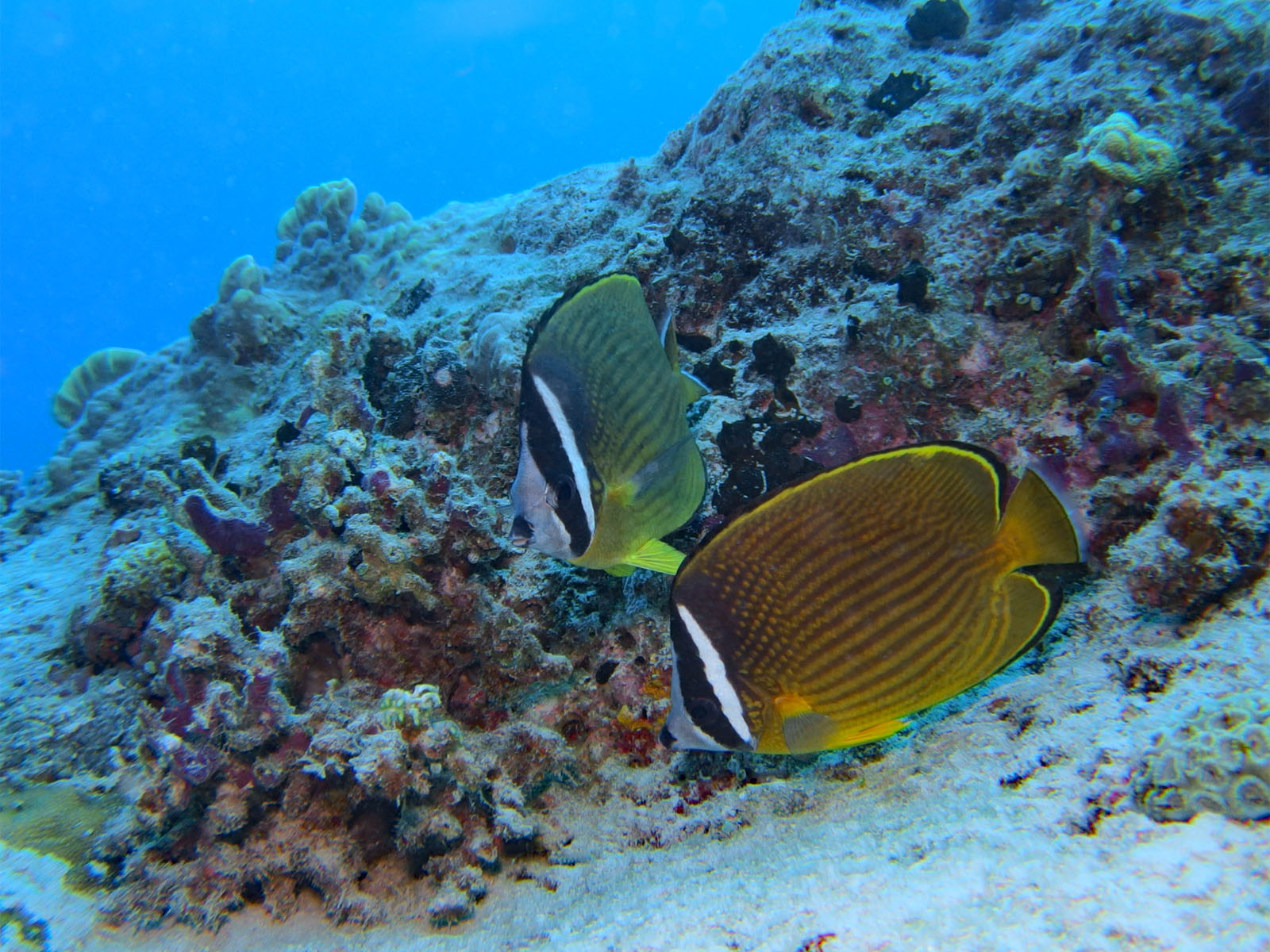 チョウチョウウオ