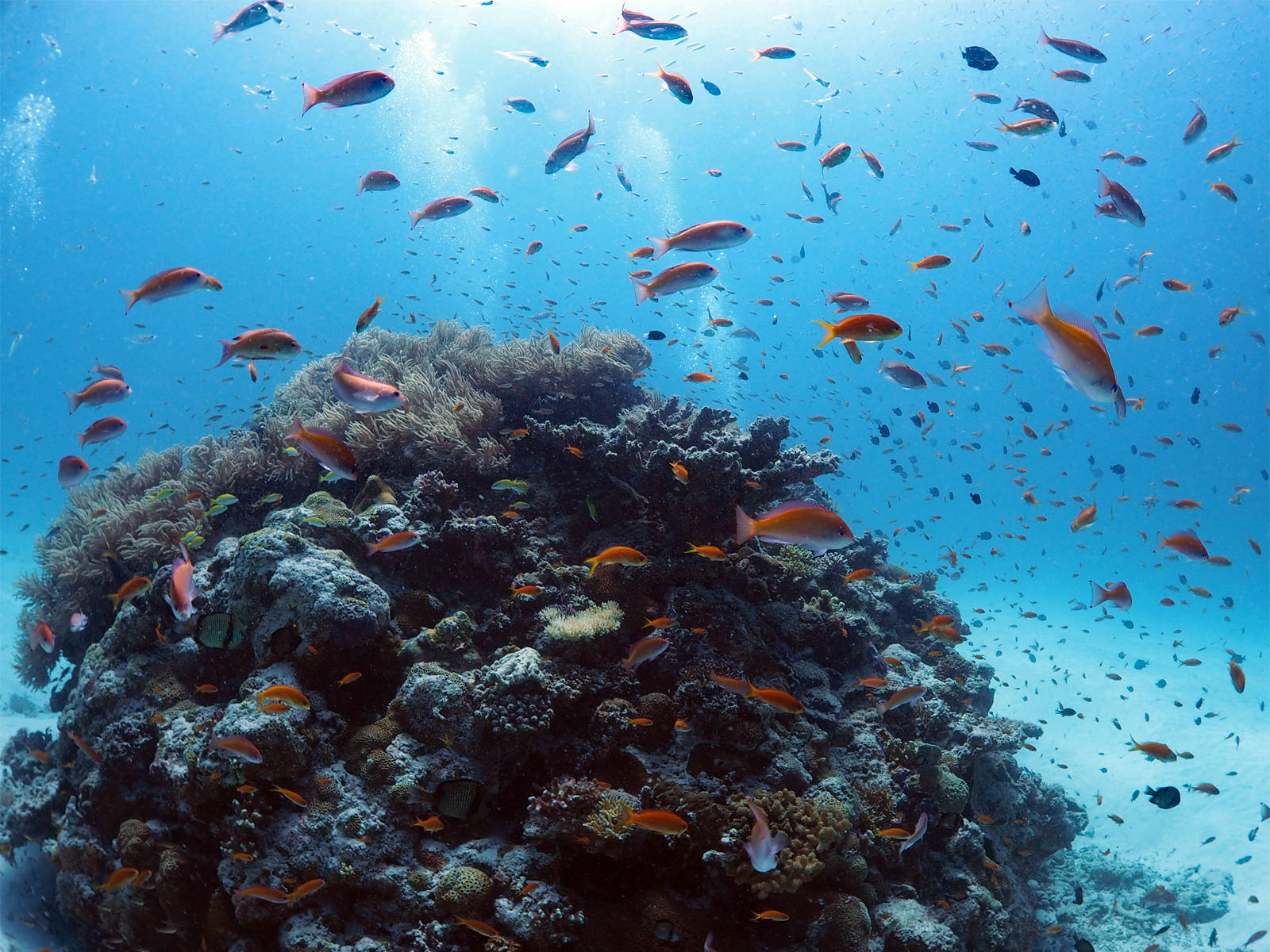 キンギョハナダイ