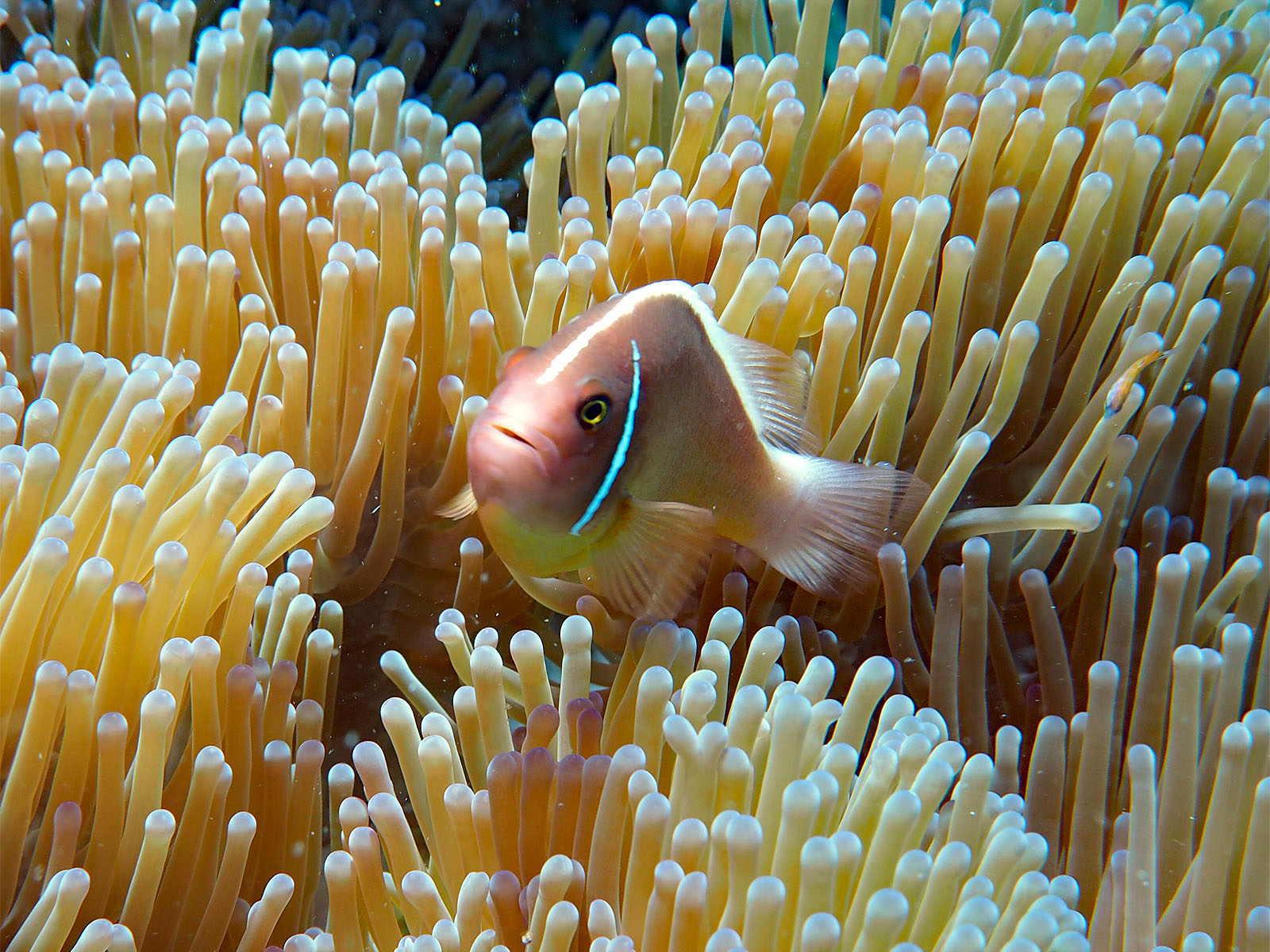 ハナビラクマノミ