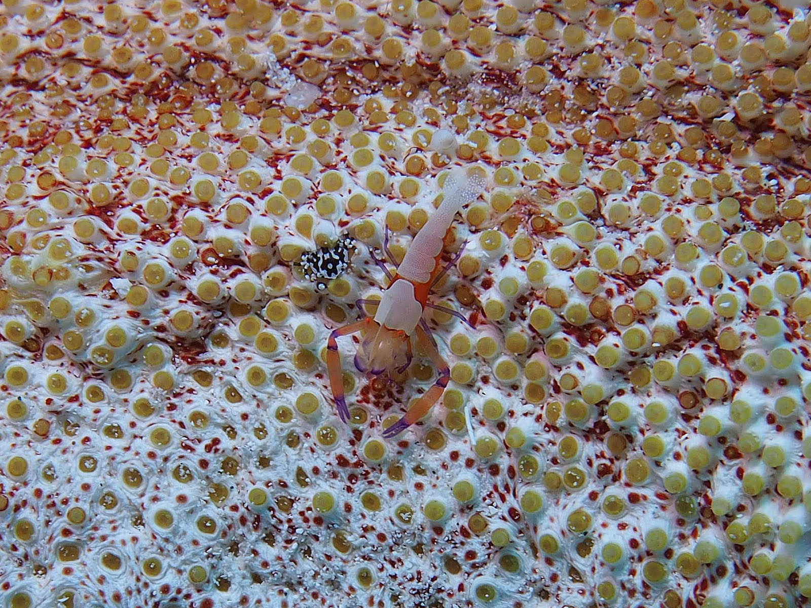 ウミウシカクレエビ