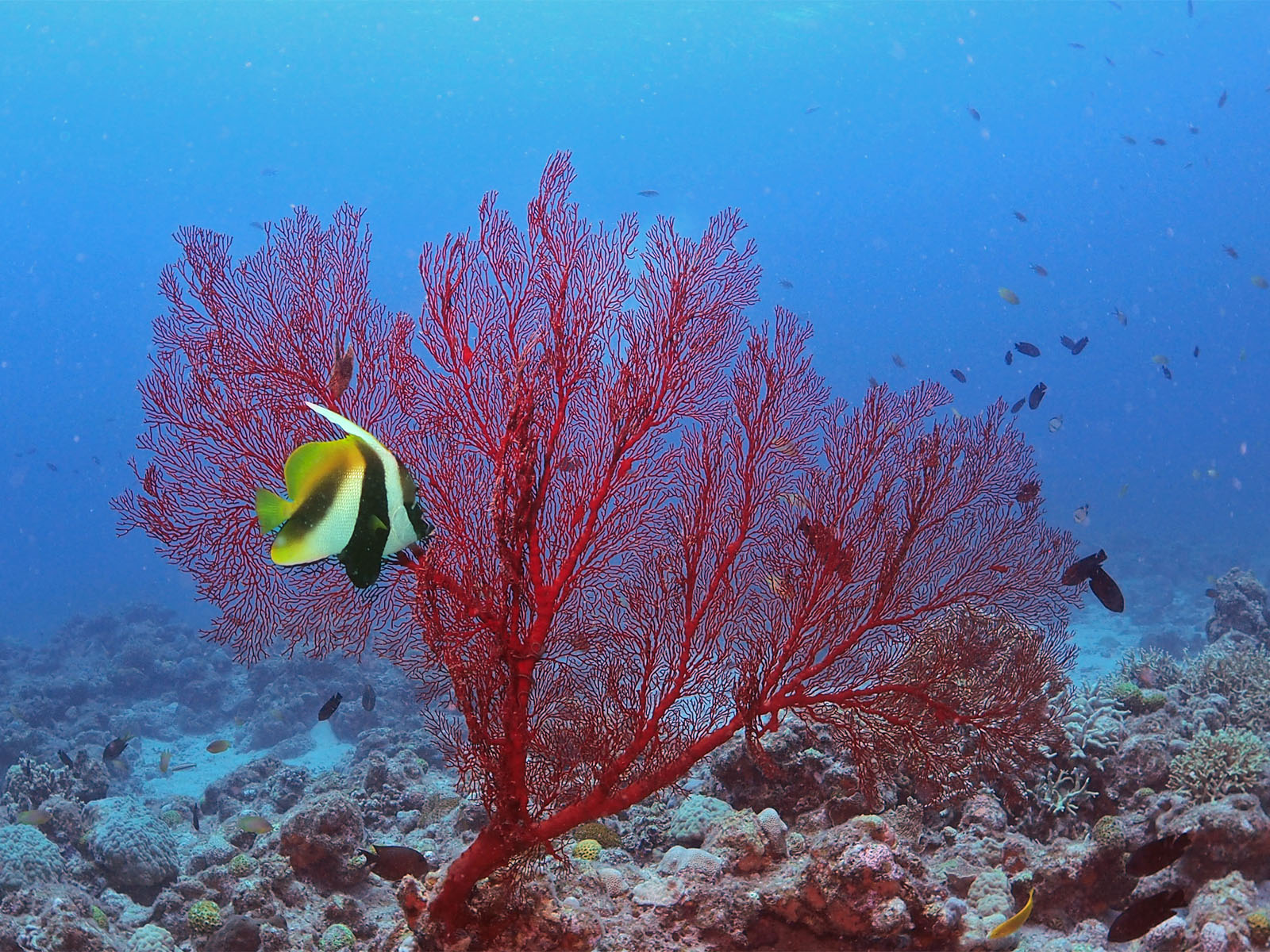 イソバナと<br>オニハタタテダイ