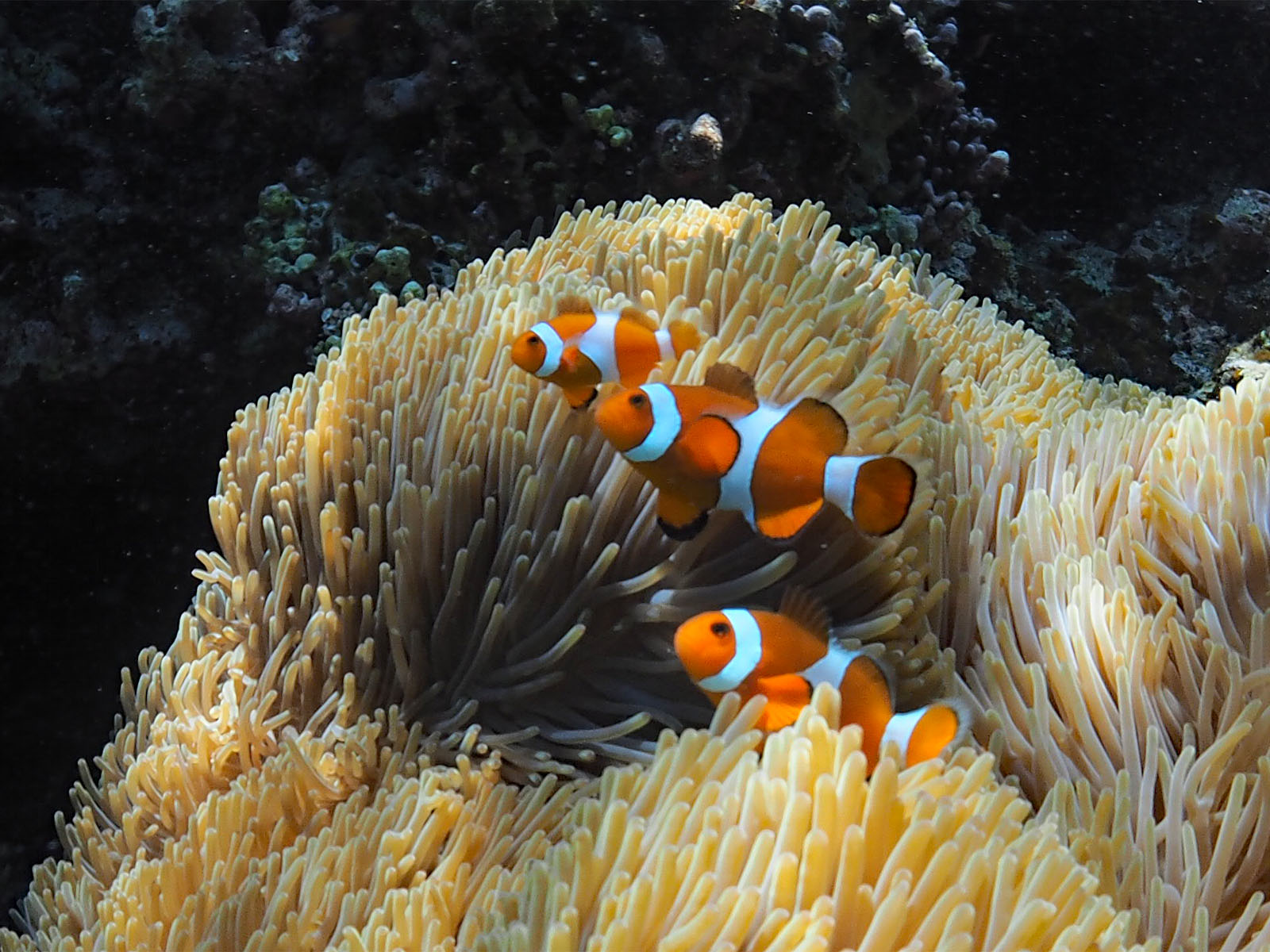 カクレクマノミ