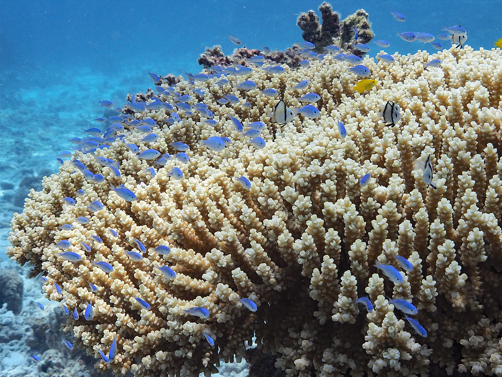 デバスズメダイ