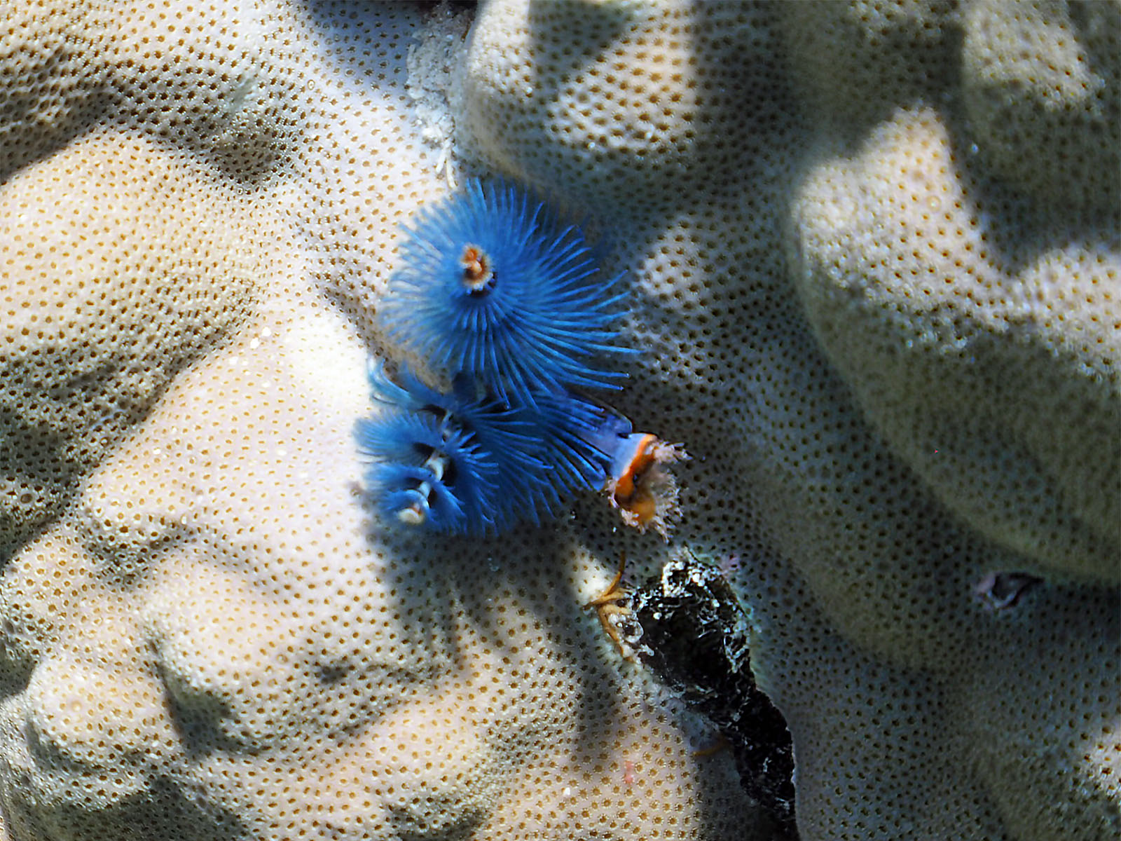 イバラカンザシ