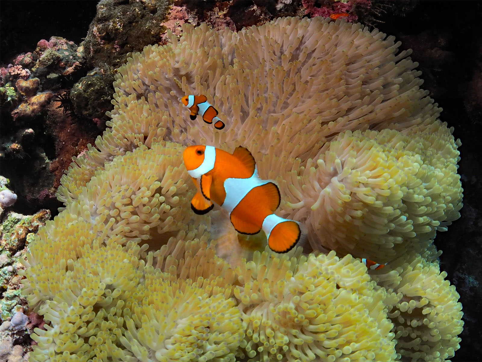 カクレクマノミ