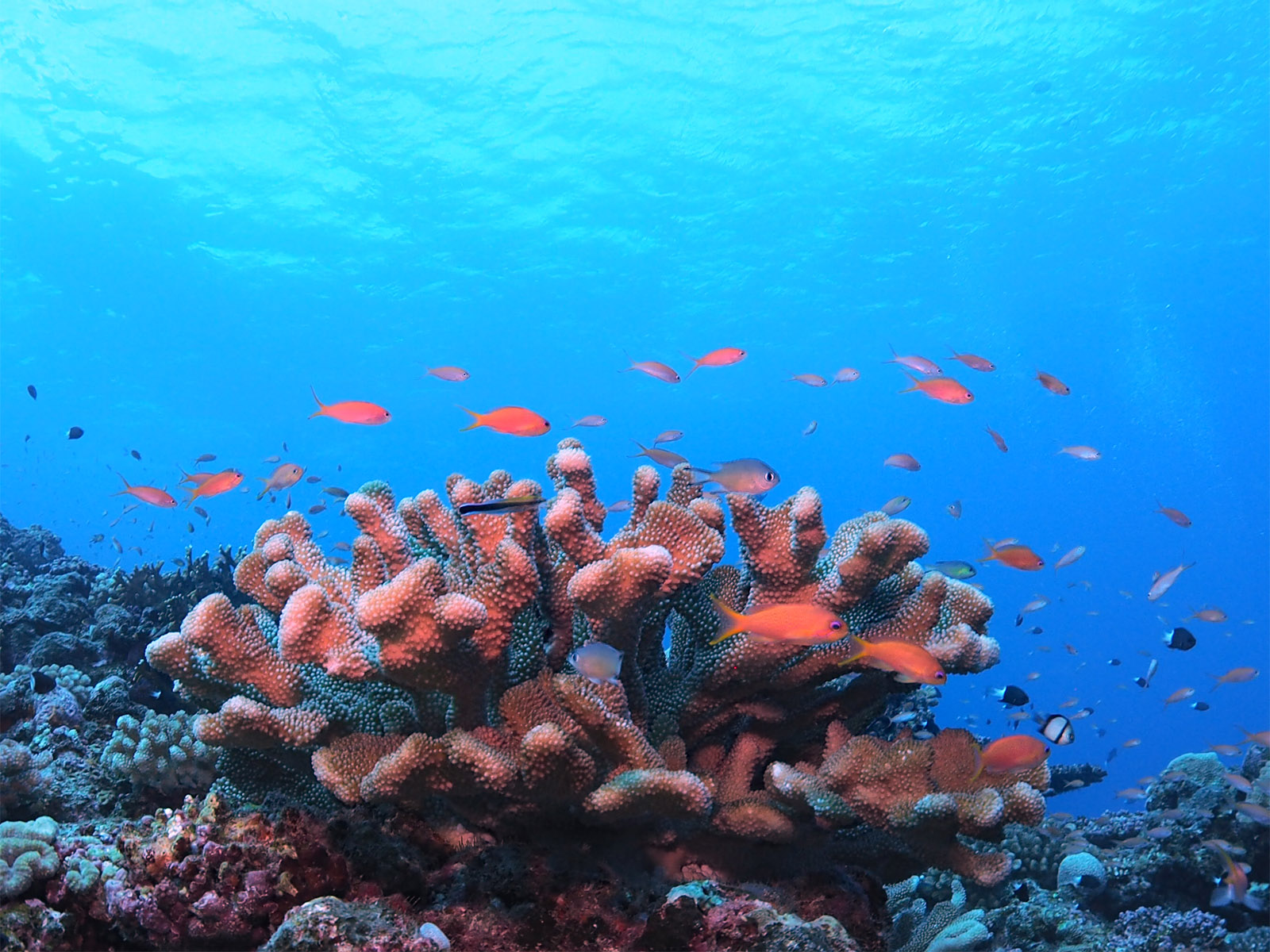 キンギョハナダイ