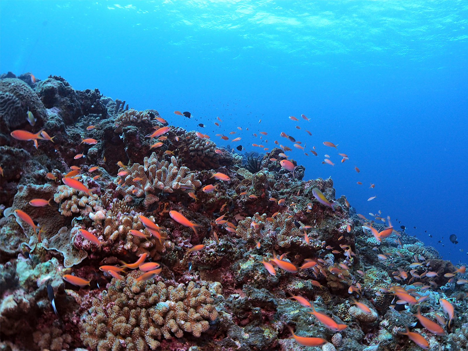 キンギョハナダイ