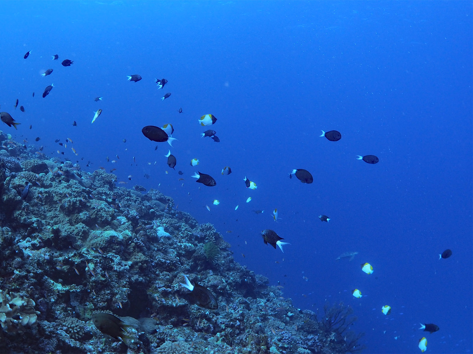 アマミスズメダイ、カスミチョウチョウウオ