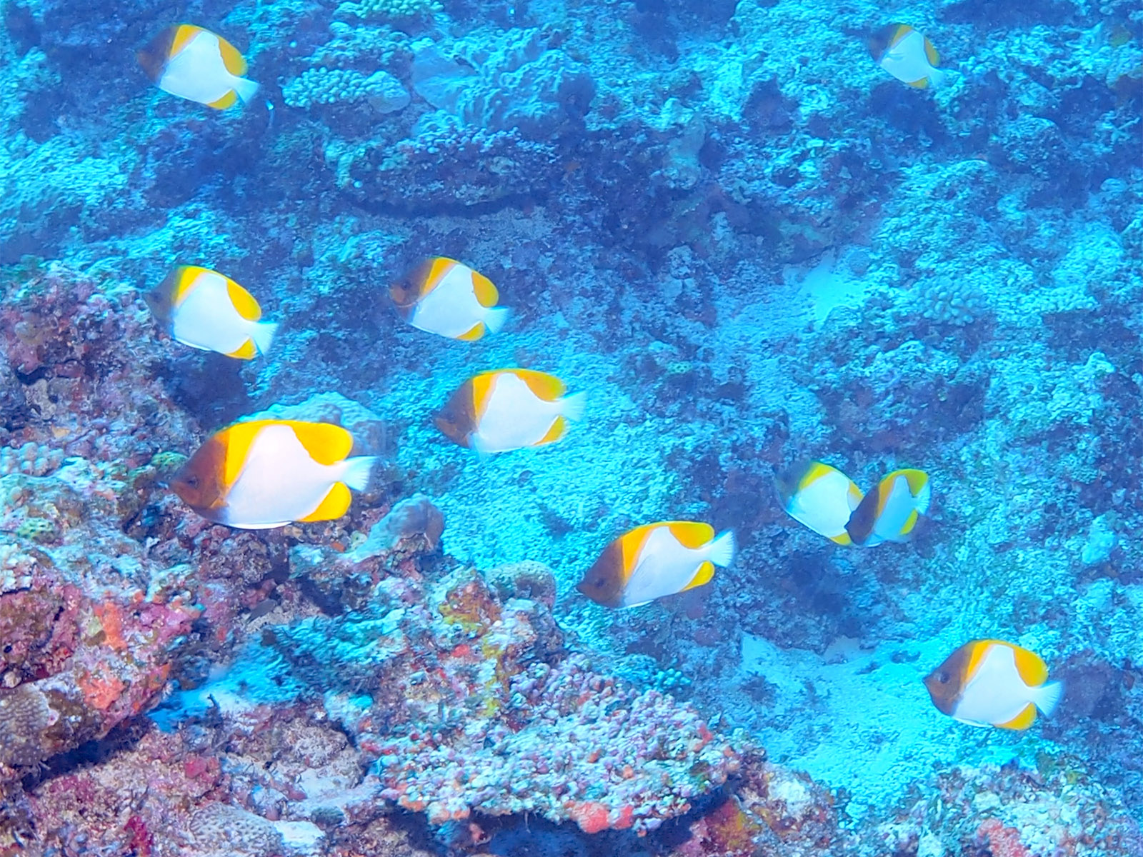 カスミチョウチョウウオ