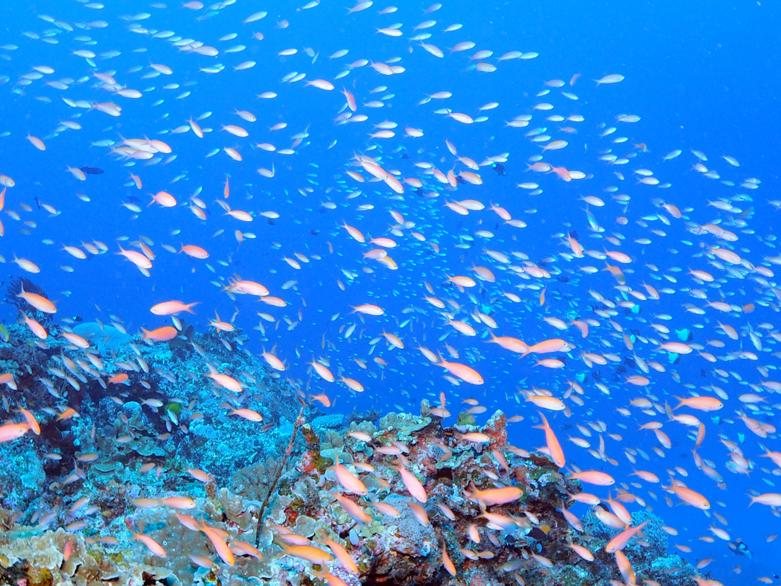 アカネハナゴイ