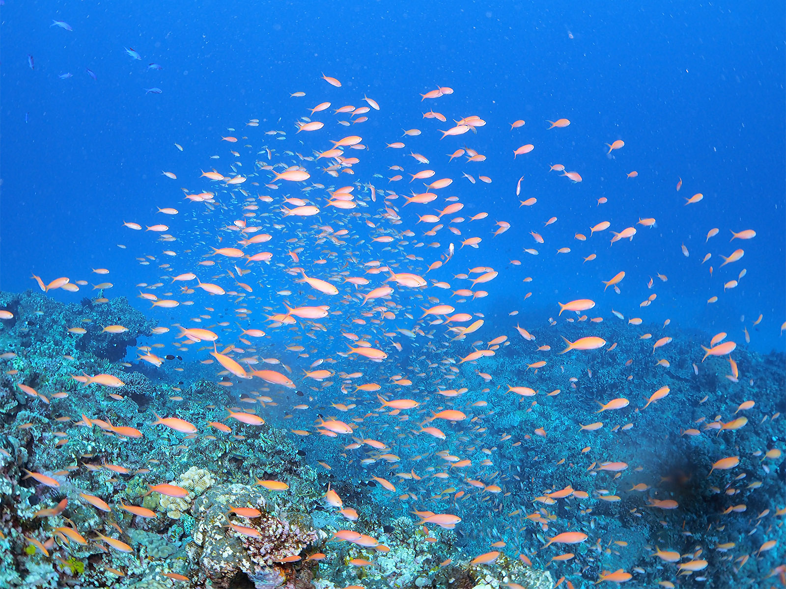 アカネハナゴイ