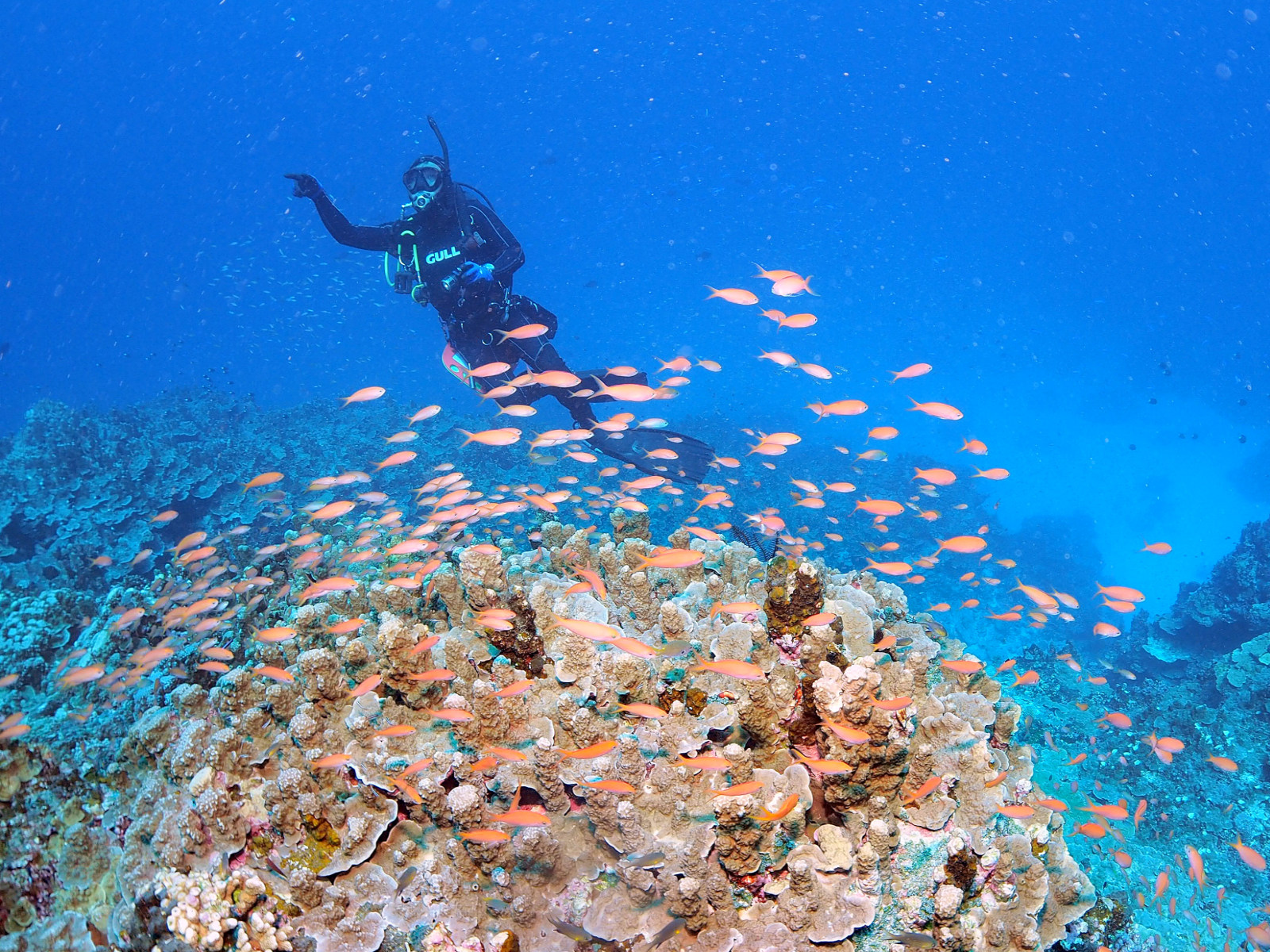 アカネハナゴイ