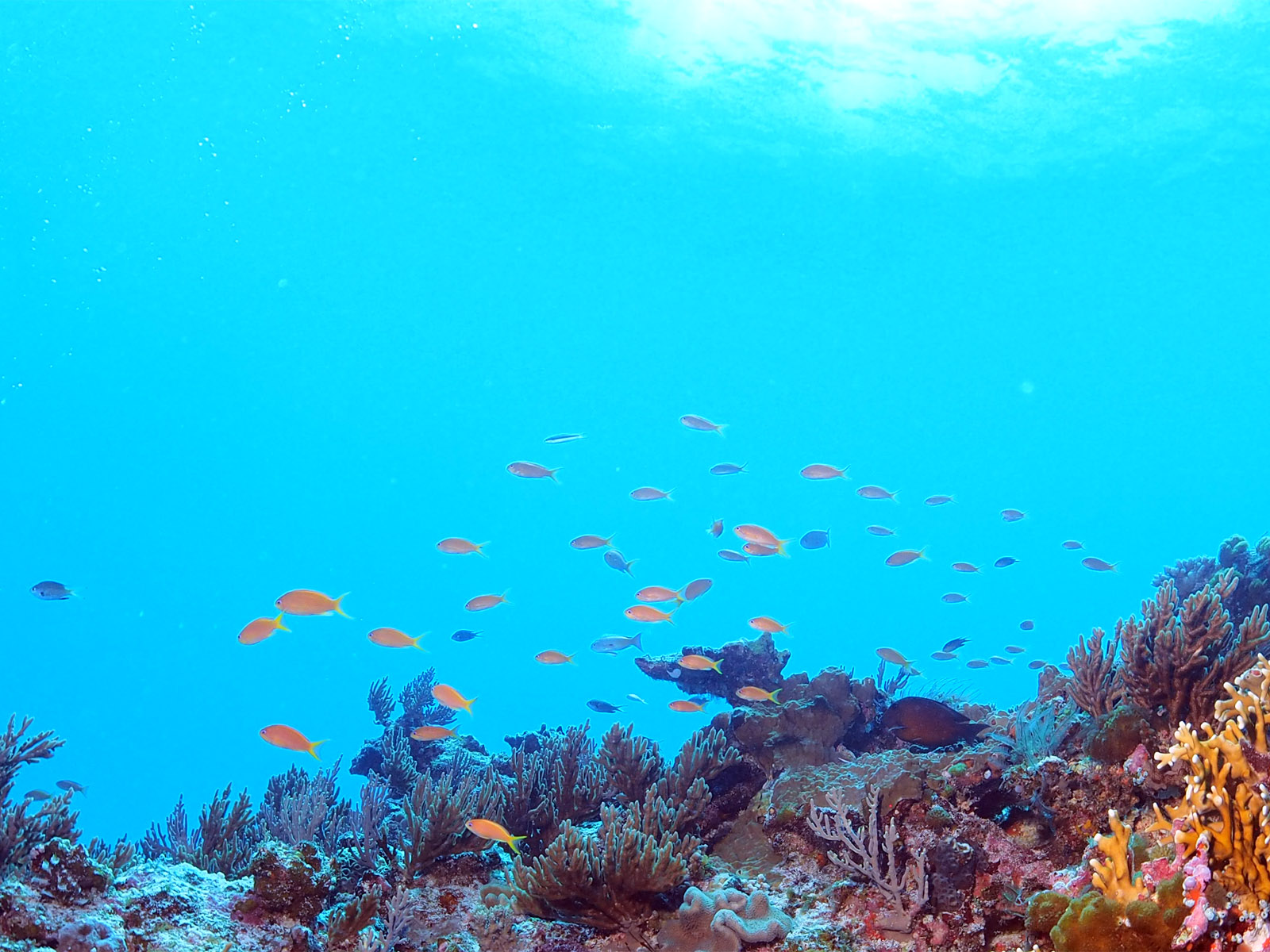 キンギョハナダイ