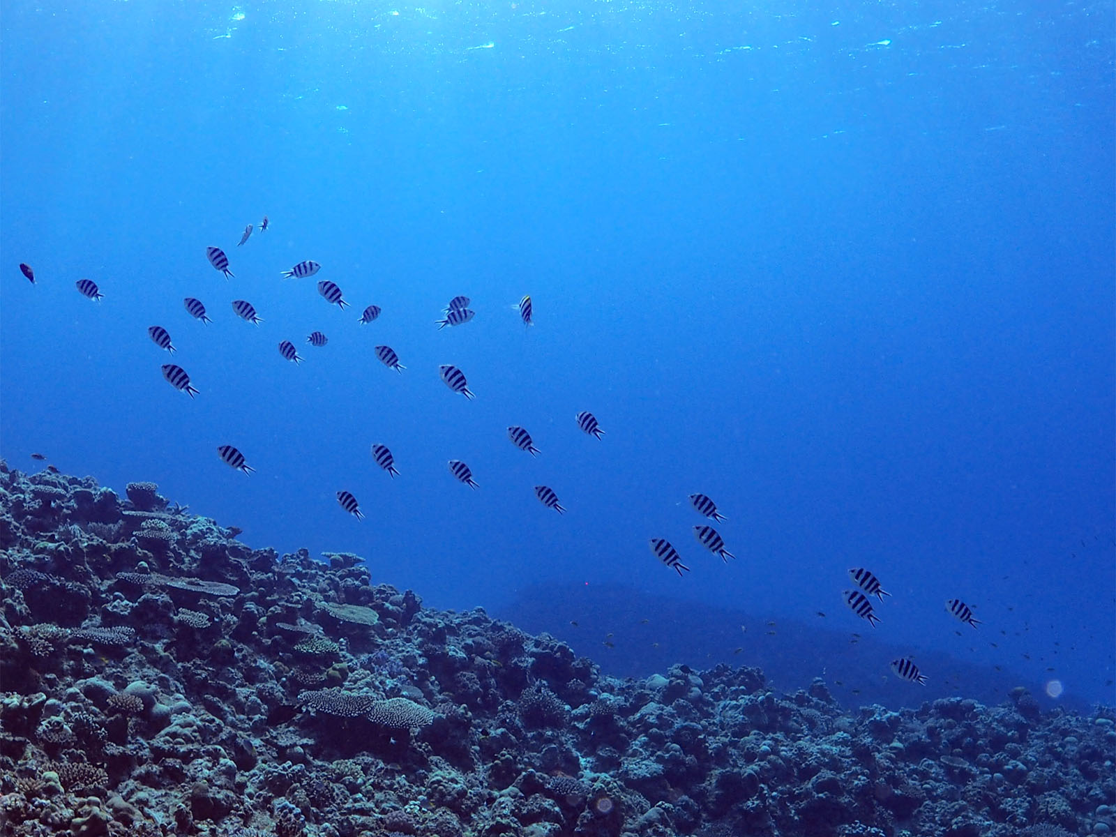 ロクセンスズメダイ