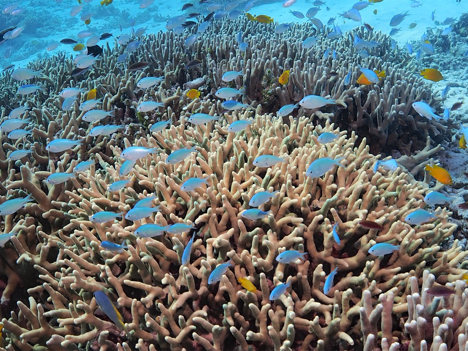 デバスズメダイ