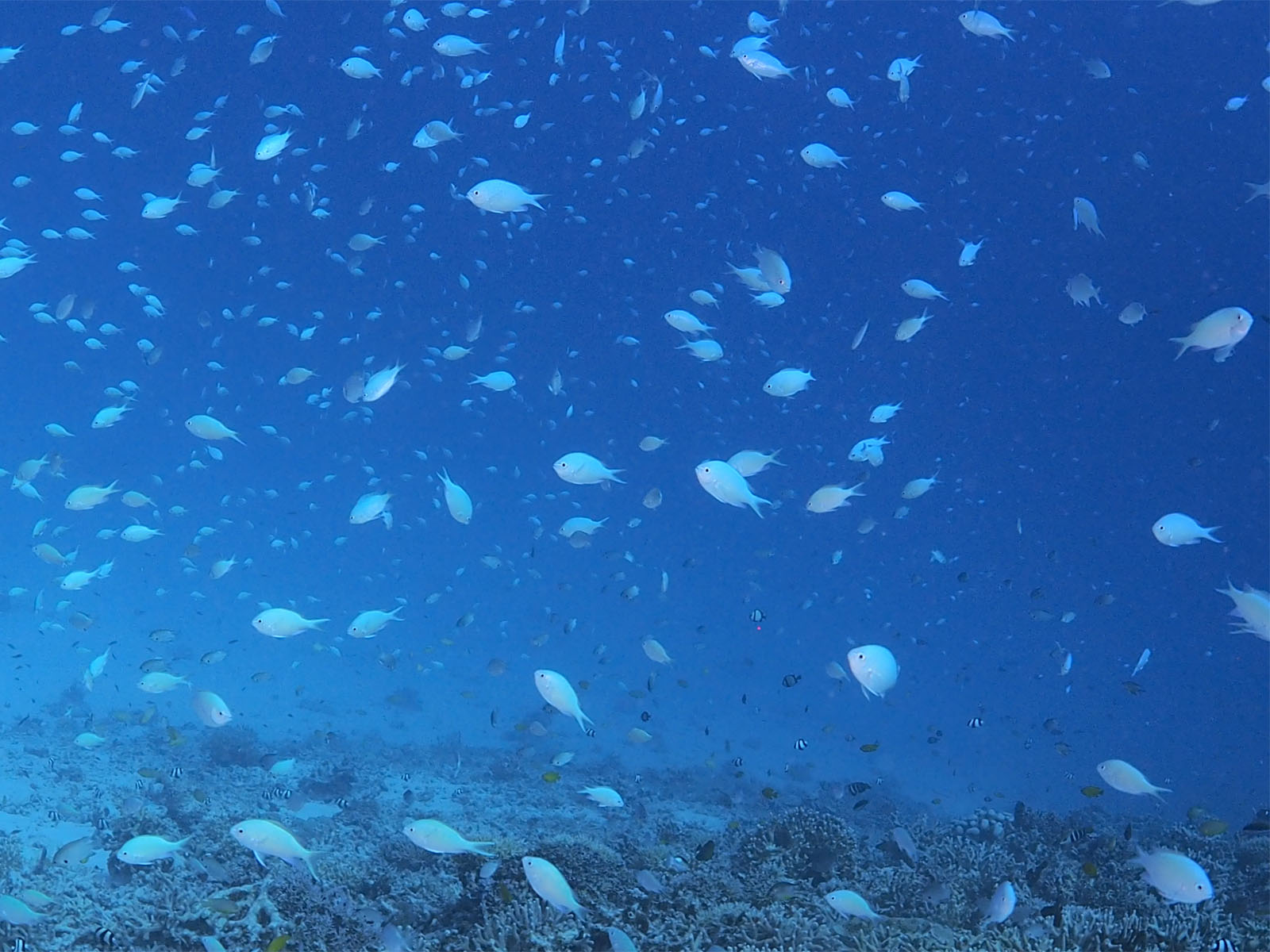 デバスズメダイ